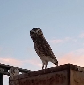 Burrowing owl