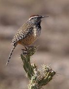 cactus wren