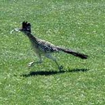 roadrunner