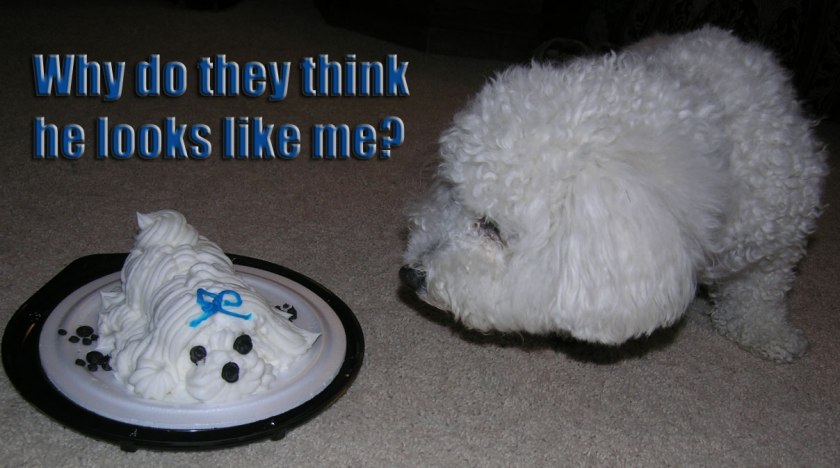 Frosty-a Bichon Frise