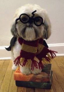 Harry Potter dog