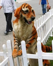 Dog painted to look like a tigre.