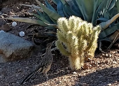 Roadrunner