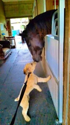Dog and Horse