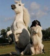 Sitting Horse and Dog