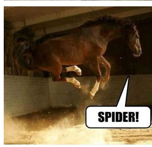 Spider!
