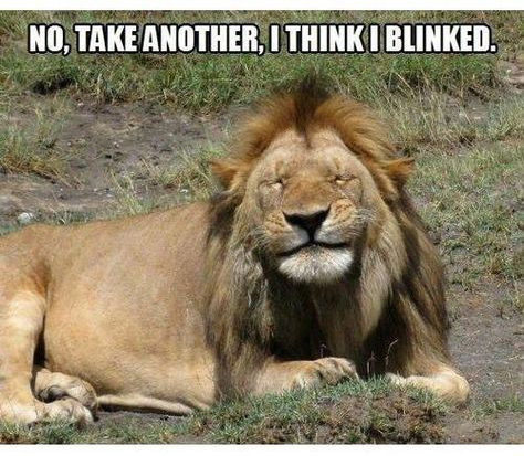 Blinking lion