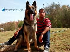 King Shepherd