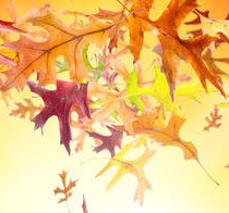 Autumn background