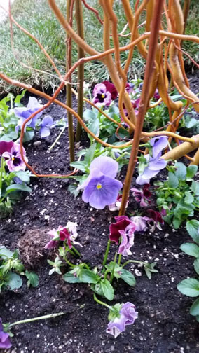 Pansies at Sears Tower in Chicago