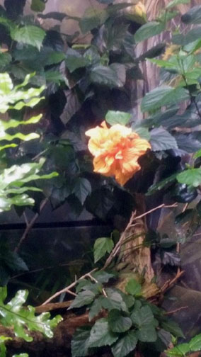 Bloom at Shedd Aquarium, Chicago