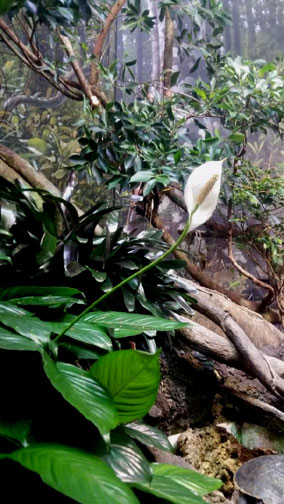 Bloom at Shedd Aquarium, Chicago