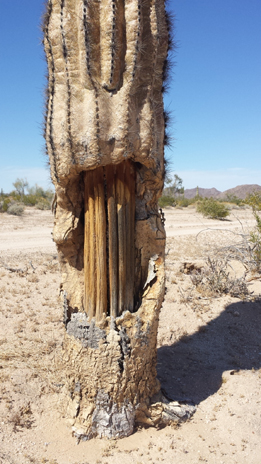 Piles or Stacks, inside support of saguaro