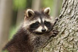 Raccoon on tree