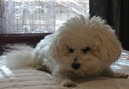 Frosty Dancer our Bichon Frise