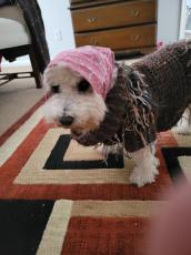 Frosty, our Bichon Frise