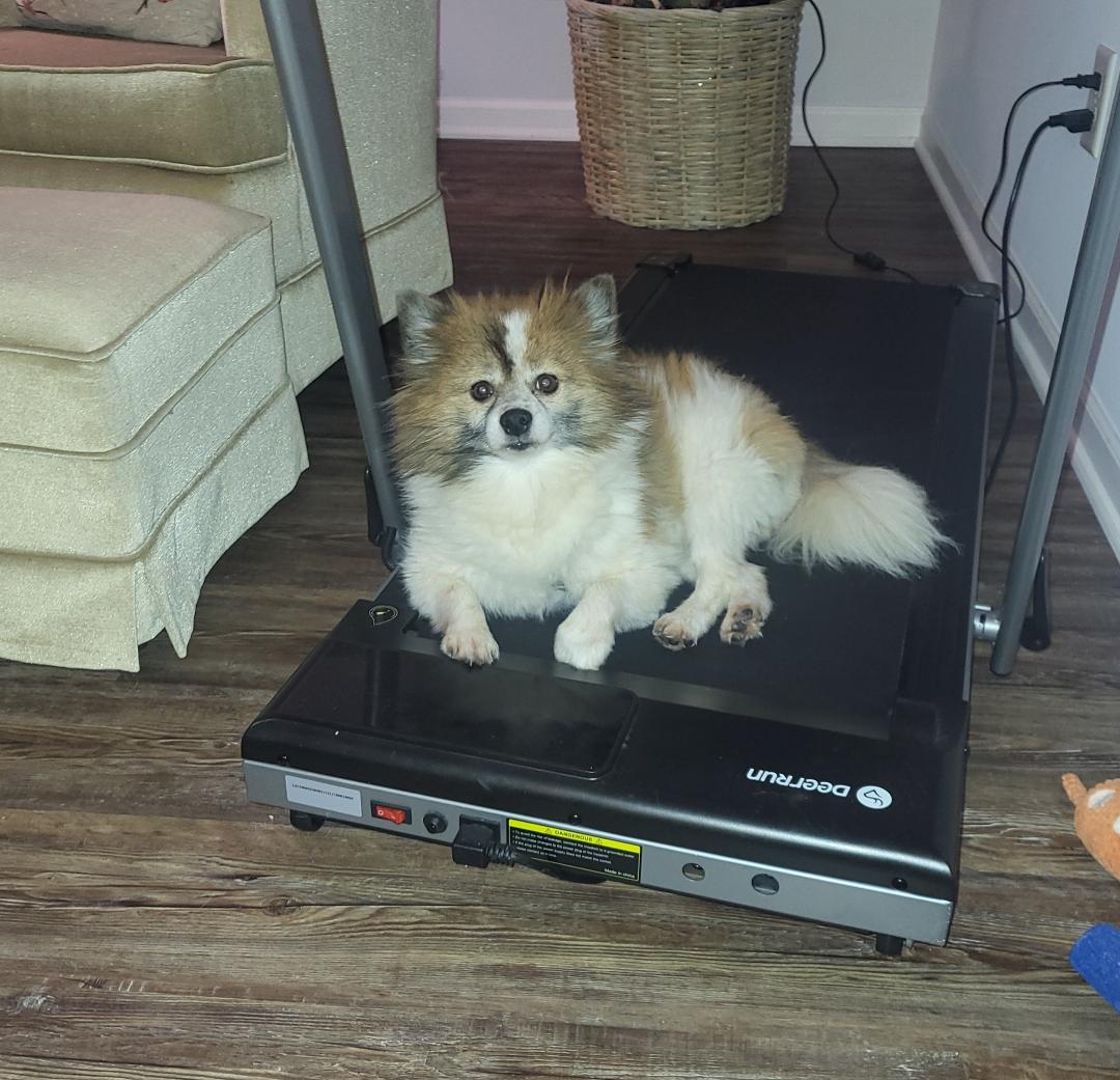 Punkin the Pomeranian - two years with us, 7 years old.