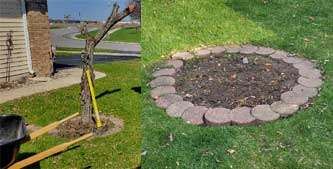 Old tree on the left and after it's cleared.