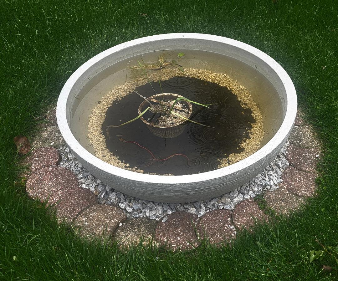 water bowl with a couple baby plants