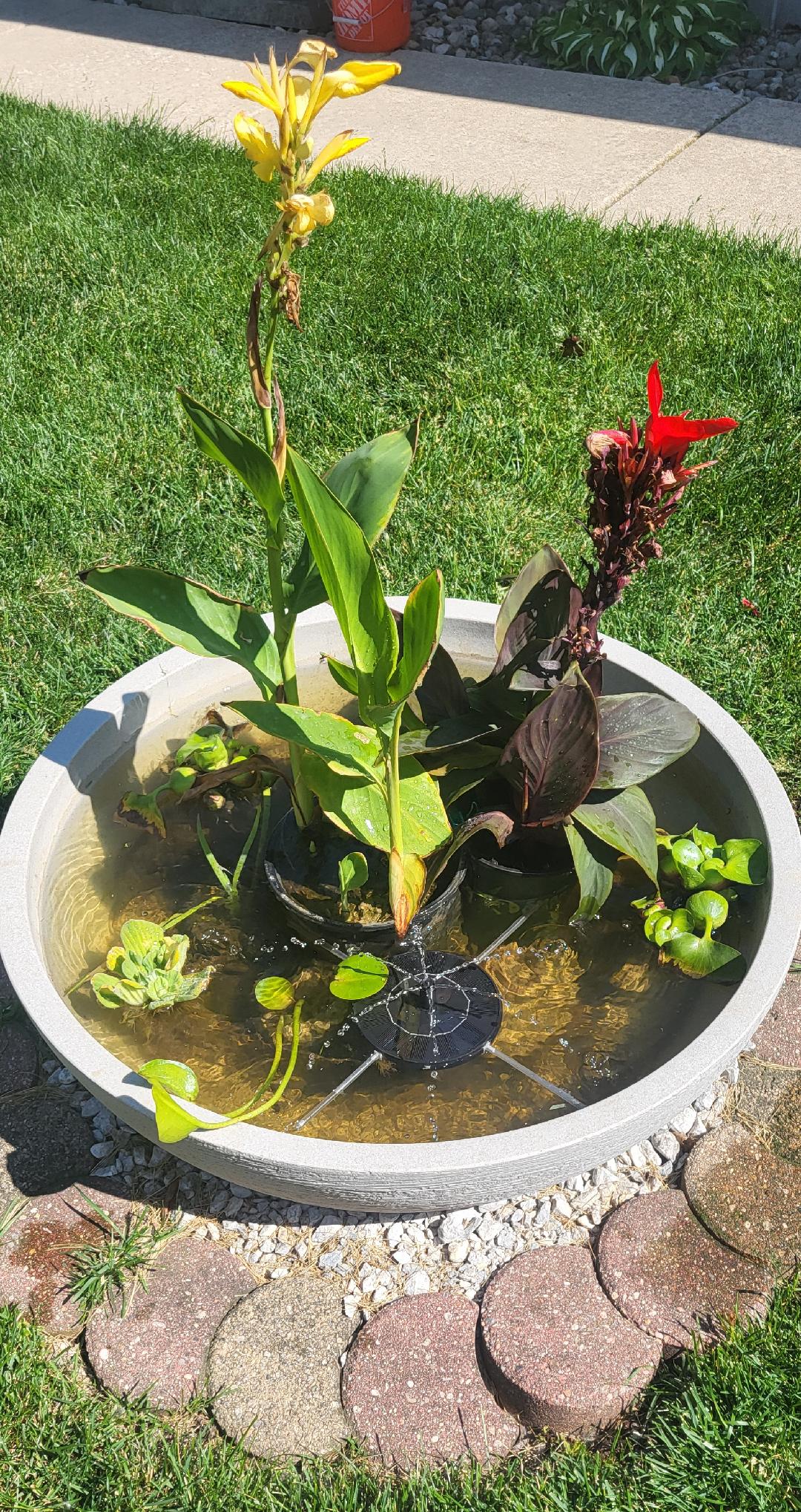 The water garden in a 26" bowl.