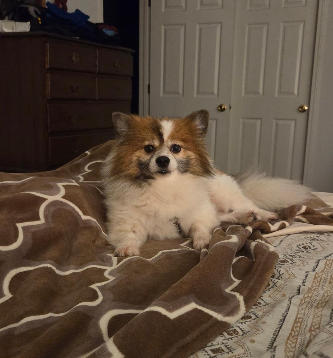 Bed time for Punkin