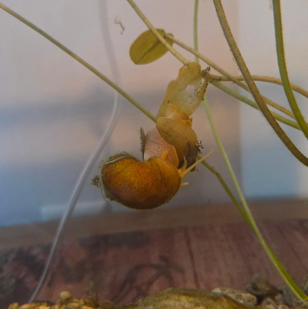 Orange Mystery Snails - breathe both air and water